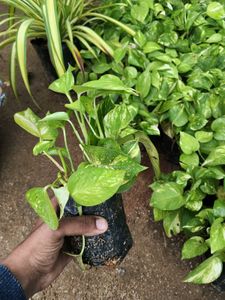 Golden Money Plant 🌱