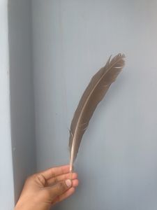 Real Eagle Feather 🪶