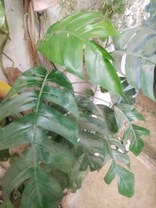 Permanent Showing Plant With Root