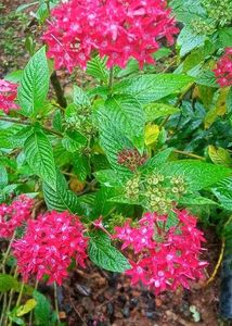 Egyptian Star Cluster (Pentas Plant) | Flowering |