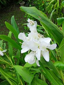 Dolon Chapa Flower Plant