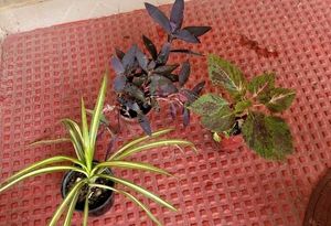 Set 3 Heart' Purple 💜 &amp; Pandanus&amp; Colous Plant