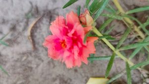 Portulaca