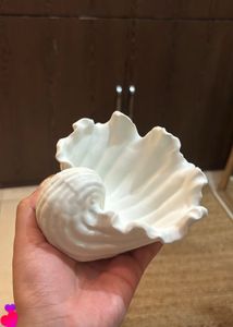 Seashell Decor