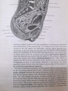 Cunningham&#39;s Manual Of Practical Anatomy! (3 Vol.)