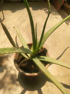 Combo 1 Alovera Nd 2 Blub Rajnigandha Plant