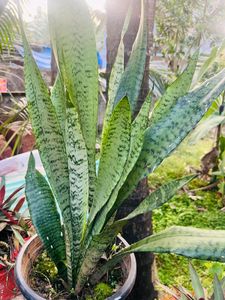 Compo Of Snake Plant And Other