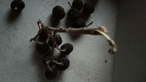 Curry Leaves (Meetha Neem) Seeds