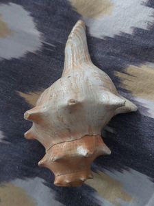 Gomukh Natural Pooja Shankh