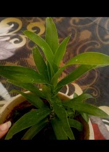 Combo Of 8 Plants For Kitchen Garden