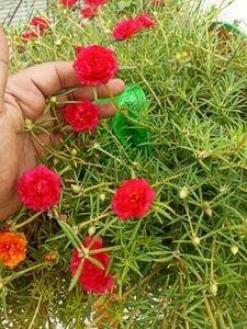 Combo Of 5 Plants