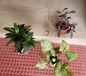 Set 3 Arrohead &amp; Pink Heart &amp; Syngonium Plants