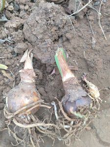 Combo Water Lily + 3 Plant Free