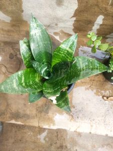 Combo Of 2 Plant Lucky Jade Or Bird Next Snake