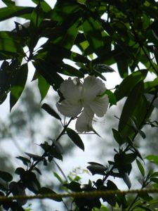 Nikon Coolpix S9100 Camera