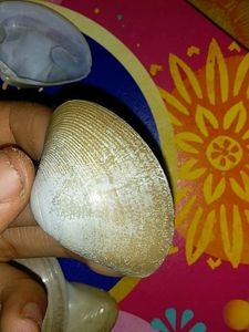 10 Original Sea Shells.....