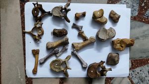 Original Bone Set