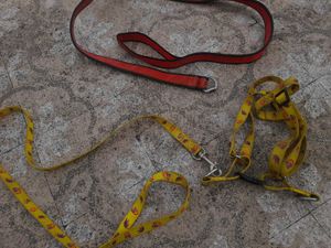 Collar Amd Belt For Puppies (Medium Size Breed)
