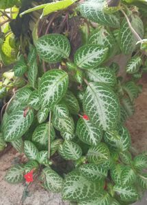 Episcia Plant - Flame Violet