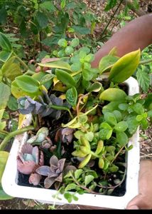 Summer Succulent Plants