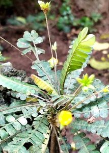 Lakchana/Lajalu /Mukkutti Medicinal Plant