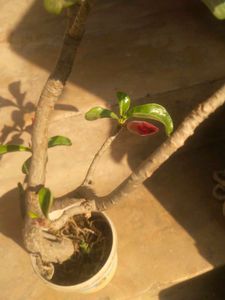 Adenium Desrt Rose Permanent Flowering Plant