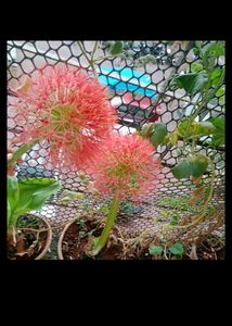 Football Liya Flower