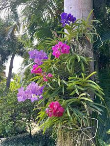 Orchid Plant Pack Of 1