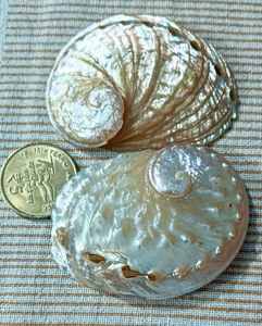 Abalone Shells Pair