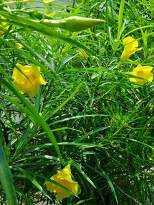 Yellow Oleander Plant