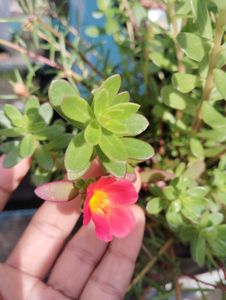 Combo Of 15 Colours Mixed Portulaca Plant