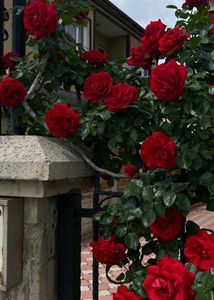 Stunning Red Rose