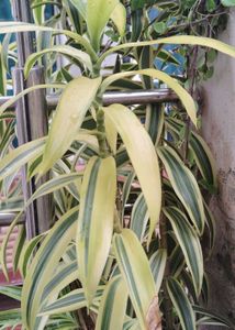 Dracena Reflexa Or Song Of India