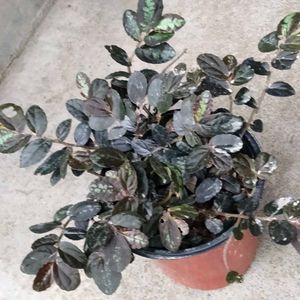 2 Varigated  N Two Hanging Plants Combo