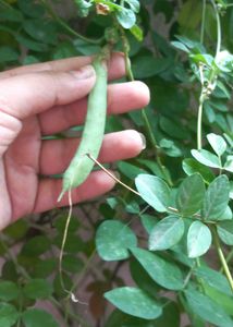 Aprajita Seeds