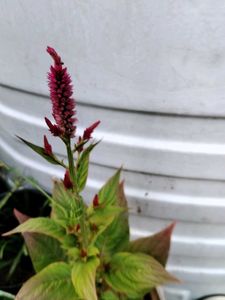 Red Velvet Plant