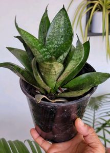 🪴 Snake Plant & pot 🌴