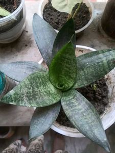 Sansevieria “Hahnii” Birds Nest Dwarf Snake Plant