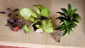 Set 3 Arrohead &amp; Pink Heart &amp; Syngonium Plants