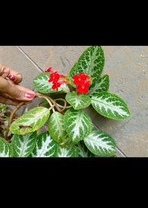 Episcia/Flame Violet
