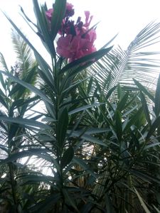Pink Oleander Plant