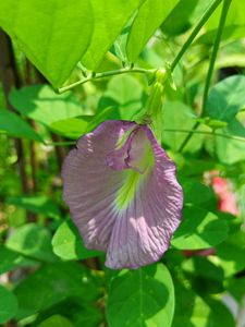 Pink Butterfly Pea Seeds
