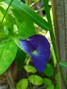Combo Blue &amp; White Aparajita Seeds