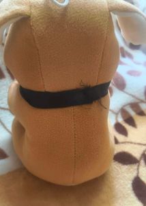 Dog Teddy 🐕