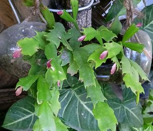 Oxalis triangularis,Christmas Cactus