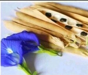 Aprajita Seeds 20 Per Packet