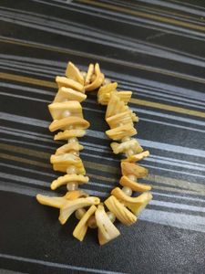 Shell Bracelet