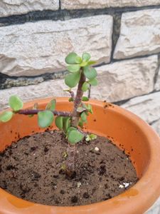 Combo Howarthia &amp; Jade Plant