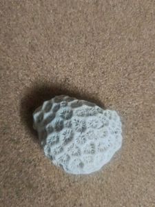 Leuconoid  For Decoration In Fish Tank