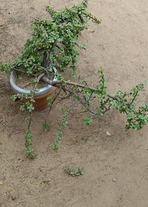 Big Size Ka Jade Plant
